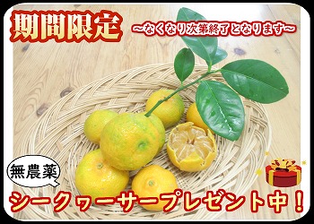 沖縄もずくその他